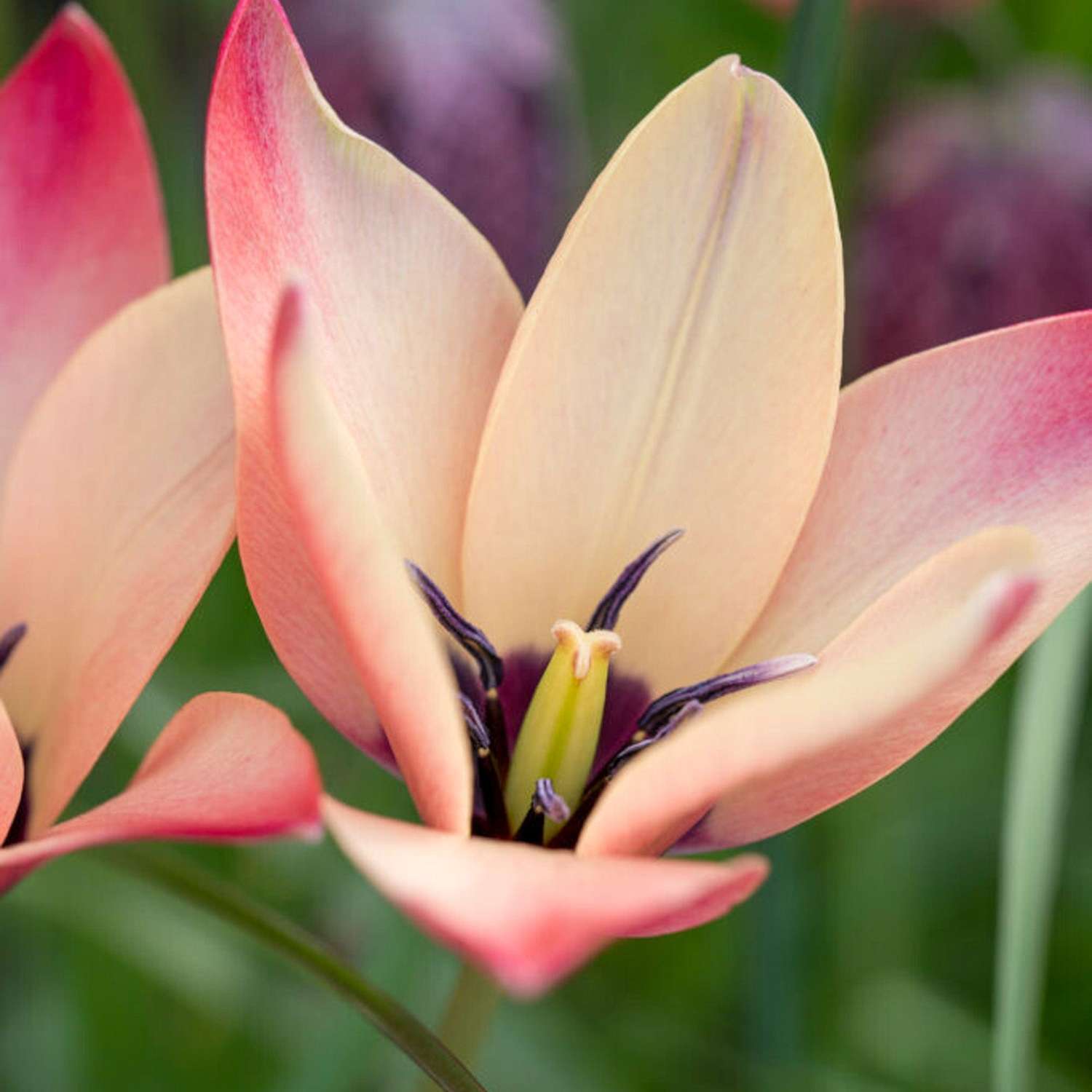 Tulipe botanique 'Annika'